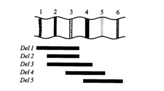 下图所示为果蝇的一条唾腺染色体的6条带纹，以及在这一区域内5个不同程度的缺失（Del1～Del 5)
