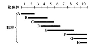 线虫2号染色体上一个区域的叠连群如下图所示，其中A～H是黏粒。 （1)一个克隆的基因pBR322一X