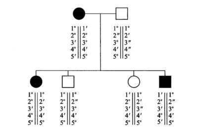 下列家系中，某常染色体显性遗传病基因被认为在4号染色体上，所以针对5个4号染色体上的RFLP标记（1