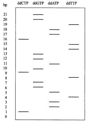 下图是用双脱氧法测定DNA序列所得出的结果， 请写出该段DNA的序列。 请帮忙给出正确答案和分析，谢