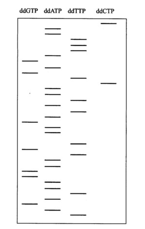 分离出某一Trp－的菌株，对其Trp基因的片段进行测序，结果如下图： 野生型菌株的mRNA序列分离出
