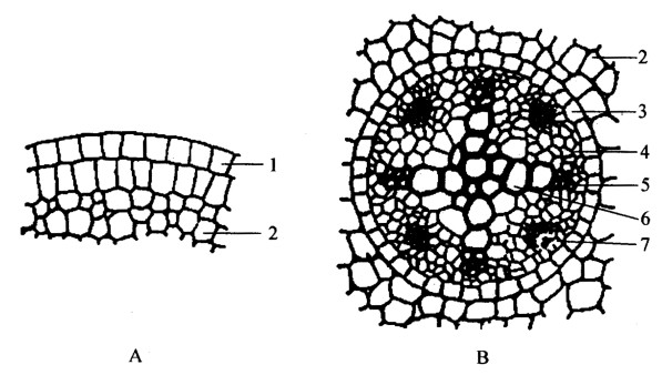 植物根的次生结构简图图片