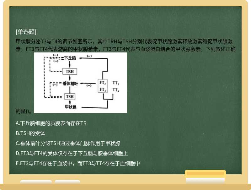 甲状腺分泌T3与T4的调节如图所示，其中TRH与TSH分别代表促甲状腺激素释放激素和促甲状腺激素，FT3与FT4代表游离的甲状腺激素，FT3与FT4代表与血浆蛋白结合的甲状腺激素。下列叙述正确的是()。