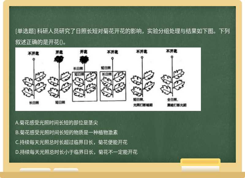 科研人員研究了日照長短對菊花開花的影響，實驗分組處理與結果如下圖。下列敘述正確的是開花()。