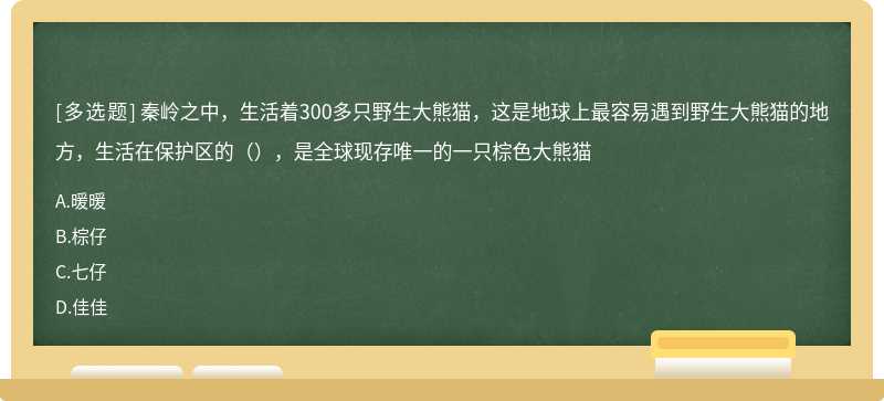 秦岭之中，生活着300多只野生大熊猫，这是地球上最容易遇到野生大熊猫的地方，生活在保护区的（），是全球现存唯一的一只棕色大熊猫