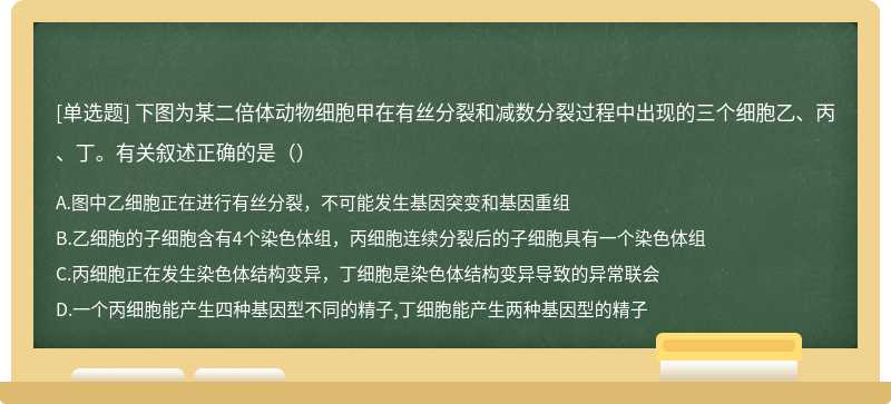 下图为某二倍体动物细胞甲在有丝分裂和减数分裂过程中出现的三个细胞乙、丙、丁。有关叙述正确的是（）