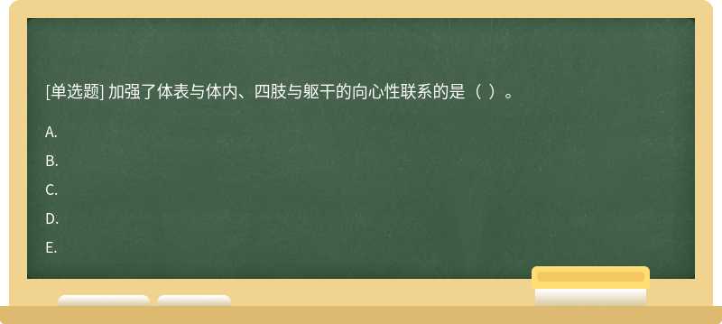 加强了体表与体内、四肢与躯干的向心性联系的是（  ）。