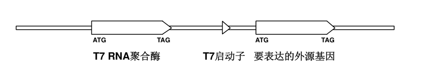 T7RNA聚合酶是T7噬菌体编码的RNA聚合酶，现在考虑在真核系统内使用这个酶，用来表达外源基因，并