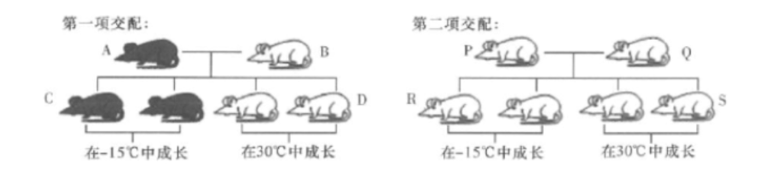 在某种小鼠中，毛色的黑色为显性（），白色为隐性（e）。下图所示的两项交配，亲代动物ABP、Q均为纯合