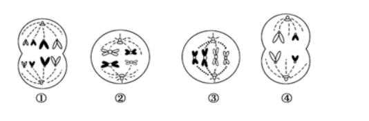 如图为某二倍体动物精原细胞的分裂示意图。下列叙述错误的是（）。