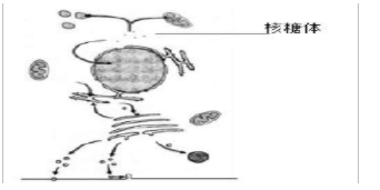 下图为某细胞的部分结构及蛋白质转运示意图，图中箭头表示蛋白质转运方向，请回答下列问题：问题1、图中具