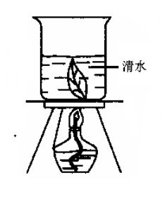 下列各实验装置中，能迅速、安全地脱去绿叶中叶绿素的是（）。