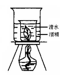 下列各实验装置中，能迅速、安全地脱去绿叶中叶绿素的是（）。