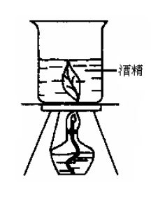 下列各实验装置中，能迅速、安全地脱去绿叶中叶绿素的是（）。