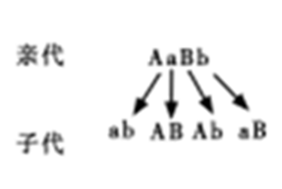 下列过程存在基因重组的是（）。