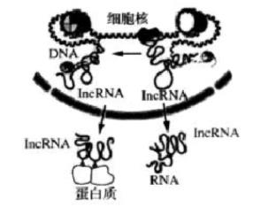长链非编码RNA（1ncRNA）是长度大于200个碱基的一类RNA，1ncRNA起初被认为是RNA聚