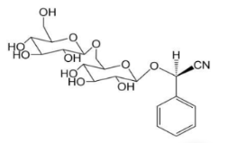 苦杏仁苷（结构如图）水解后的苷元机构不稳定，其进一步分解释放的少量产物而产生镇咳，平喘作用，大剂量会