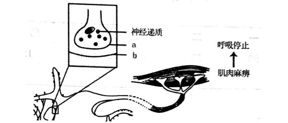 後膜上的乙酰膽鹼受體結合,β型毒素抑制運動神經末梢釋放乙酰膽鹼